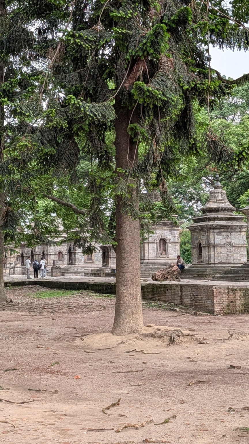 Ancient stone structures surrounded by greenery